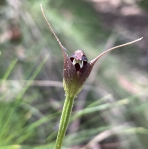 Pterostylis pedunculata at Paddys River, ACT - suppressed