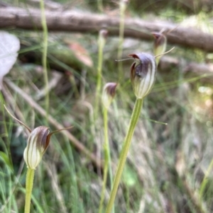 Pterostylis pedunculata at Paddys River, ACT - suppressed