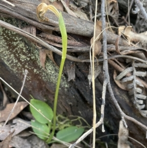 Pterostylis nutans at Paddys River, ACT - suppressed