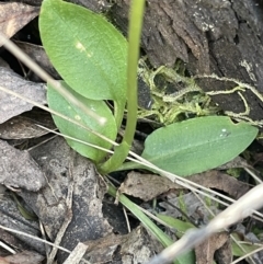 Pterostylis nutans at Paddys River, ACT - suppressed