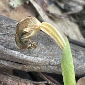 Pterostylis nutans at Paddys River, ACT - suppressed