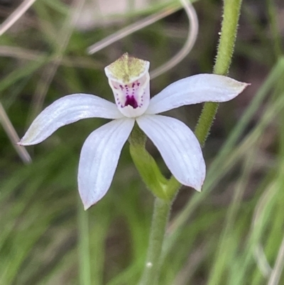 Caladenia moschata (Musky Caps) at Paddys River, ACT - 20 Oct 2023 by JVR