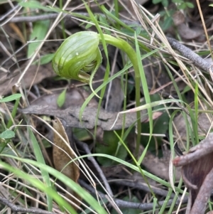 Pterostylis nutans at Paddys River, ACT - suppressed