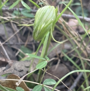 Pterostylis nutans at Paddys River, ACT - suppressed