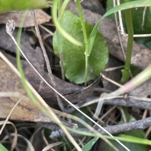 Pterostylis nutans at Paddys River, ACT - 20 Oct 2023