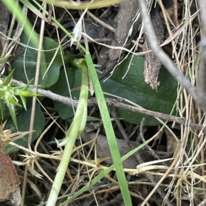 Pterostylis pedunculata at Paddys River, ACT - suppressed