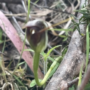 Pterostylis pedunculata at Paddys River, ACT - suppressed