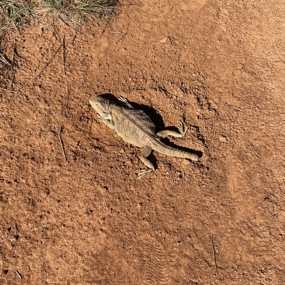 Pogona barbata (Eastern Bearded Dragon) at Queanbeyan West, NSW - 20 Oct 2023 by Mavis