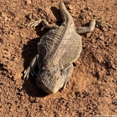 Pogona barbata at Queanbeyan West, NSW - suppressed