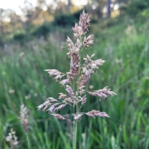 Holcus lanatus at Stromlo, ACT - 20 Oct 2023