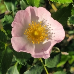 Rosa rubiginosa (Sweet Briar, Eglantine) at Uriarra TSR - 20 Oct 2023 by trevorpreston