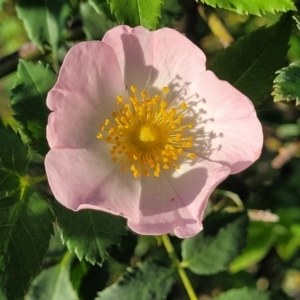 Rosa rubiginosa at Stromlo, ACT - 20 Oct 2023