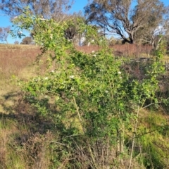 Rosa rubiginosa at Stromlo, ACT - 20 Oct 2023