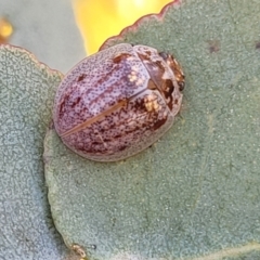 Paropsisterna m-fuscum (Eucalyptus Leaf Beetle) at Uriarra TSR - 20 Oct 2023 by trevorpreston