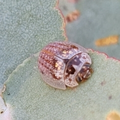 Paropsisterna m-fuscum at Stromlo, ACT - 20 Oct 2023