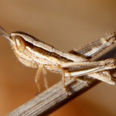 Macrotona australis (Common Macrotona Grasshopper) at Hughes, ACT - 19 Oct 2023 by LisaH