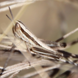 Macrotona australis at Hughes, ACT - 19 Oct 2023