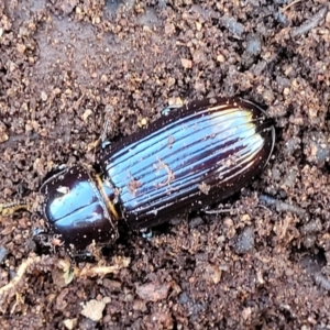 Aulacocyclus edentulus at Stromlo, ACT - 20 Oct 2023