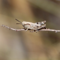 Phaulacridium vittatum (Wingless Grasshopper) at Hughes, ACT - 19 Oct 2023 by LisaH