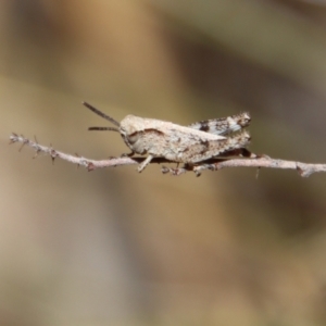 Phaulacridium vittatum at Hughes, ACT - 19 Oct 2023 04:36 PM