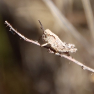 Phaulacridium vittatum at Hughes, ACT - 19 Oct 2023