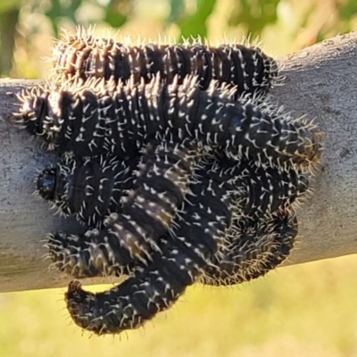 Perga sp. (genus) (Sawfly or Spitfire) at West Stromlo - 20 Oct 2023 by trevorpreston