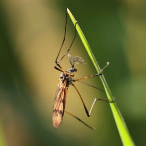 Gynoplistia sp. (genus) at O'Connor, ACT - 20 Oct 2023