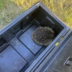 Tachyglossus aculeatus (Short-beaked Echidna) at Canberra Airport, ACT - 20 Oct 2023 by FeralGhostbat