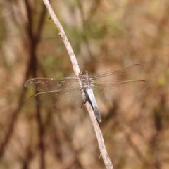 Orthetrum caledonicum (Blue Skimmer) at O'Connor, ACT - 20 Oct 2023 by ConBoekel