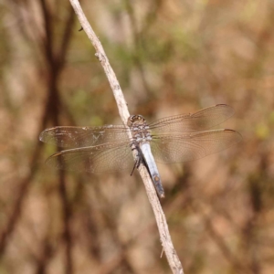 Orthetrum caledonicum at Caladenia Forest, O'Connor - 20 Oct 2023 11:29 AM