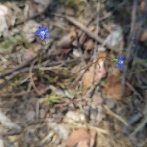 Wahlenbergia multicaulis at Macgregor, ACT - 20 Oct 2023