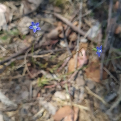 Wahlenbergia multicaulis (Tadgell's Bluebell) at Umbagong District Park - 20 Oct 2023 by WalkYonder