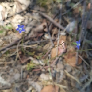 Wahlenbergia multicaulis at Macgregor, ACT - 20 Oct 2023