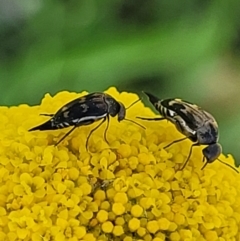 Mordellidae (family) (Unidentified pintail or tumbling flower beetle) at Uriarra TSR - 20 Oct 2023 by trevorpreston