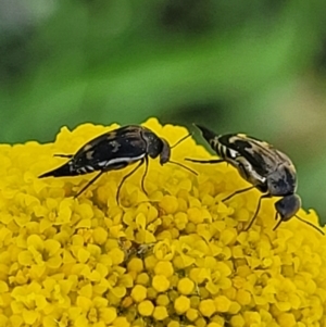 Mordellidae (family) at Stromlo, ACT - 20 Oct 2023