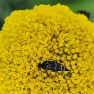 Mordellidae (family) at Stromlo, ACT - 20 Oct 2023