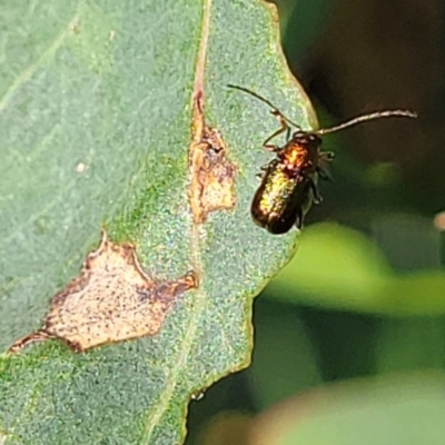 Aporocera (Aporocera) viridis (A leaf beetle) at Stromlo, ACT - 20 Oct 2023 by trevorpreston