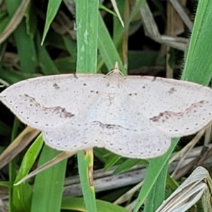 Taxeotis stereospila at Stromlo, ACT - 20 Oct 2023