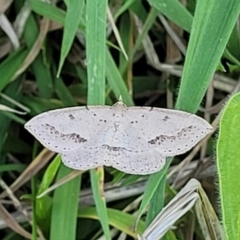 Taxeotis stereospila at Stromlo, ACT - 20 Oct 2023 05:29 PM