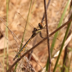 Hemicordulia tau (Tau Emerald) at Caladenia Forest, O'Connor - 20 Oct 2023 by ConBoekel