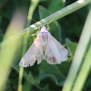 Helicoverpa punctigera at Hughes, ACT - 20 Oct 2023