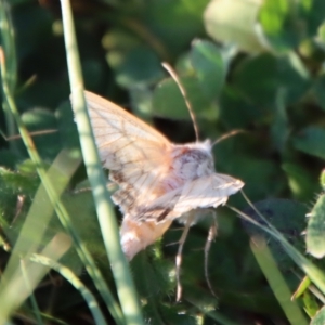 Helicoverpa punctigera at Hughes, ACT - 20 Oct 2023