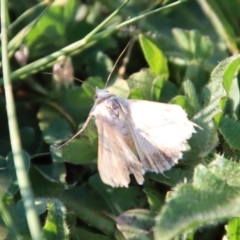 Helicoverpa punctigera at Hughes, ACT - 20 Oct 2023