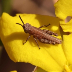 Phaulacridium vittatum (Wingless Grasshopper) at Caladenia Forest, O'Connor - 20 Oct 2023 by ConBoekel