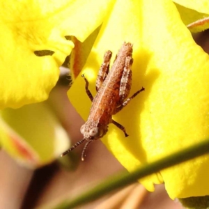 Phaulacridium vittatum at Acton, ACT - 20 Oct 2023