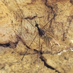 Limoniidae (family) (Unknown Limoniid Crane Fly) at Stromlo, ACT - 20 Oct 2023 by trevorpreston