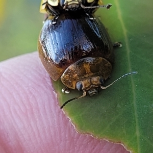 Paropsisterna cloelia at Stromlo, ACT - 20 Oct 2023