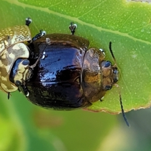 Paropsisterna cloelia at Stromlo, ACT - 20 Oct 2023