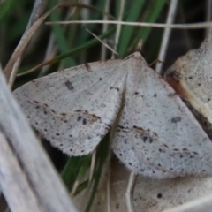 Taxeotis stereospila (Oval-spot Taxeotis (Oenochrominae) at Hughes, ACT - 20 Oct 2023 by LisaH