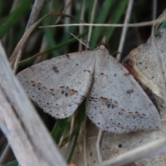 Taxeotis stereospila at Hughes, ACT - 20 Oct 2023 05:50 PM